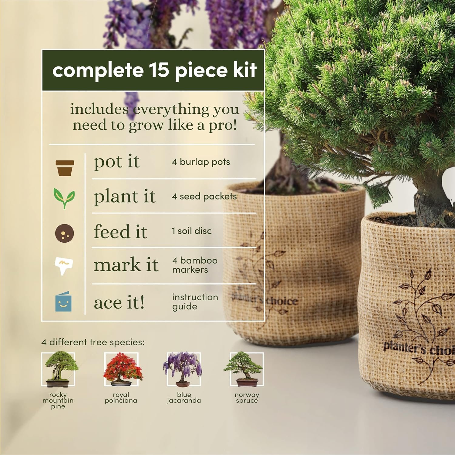 Bonsai Starter Kit - Gardening Gift for Women & Men - Bonsai Tree Growing Garden Crafts Hobby Kits for Adults, Unique DIY Hobbies for Plant Lovers - Unusual Christmas Gifts Ideas - or Gardener Mother - Image 4