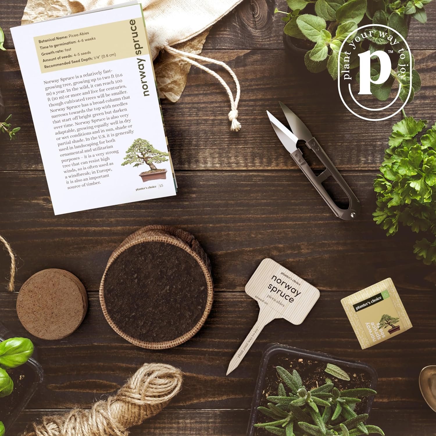 Bonsai Starter Kit - Gardening Gift for Women & Men - Bonsai Tree Growing Garden Crafts Hobby Kits for Adults, Unique DIY Hobbies for Plant Lovers - Unusual Christmas Gifts Ideas - or Gardener Mother - Image 7